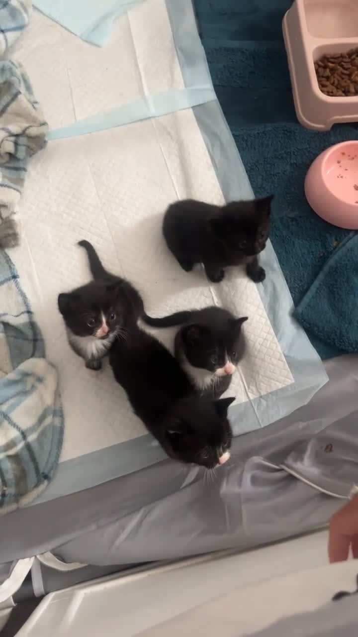 Mixed Breed cats for sale: Beautiful Kittens for sale- ready for loving homes in Chelmsford - Video 2