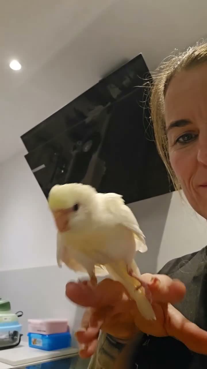 Parakeets birds for sale: Kakariki babies  - Video 2