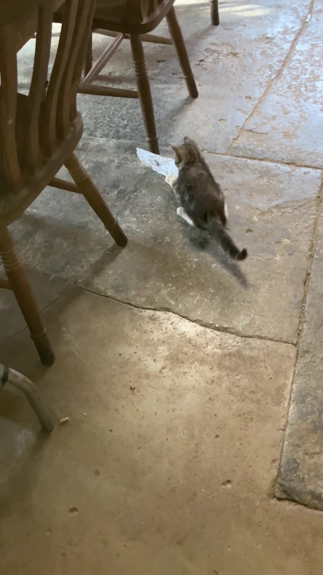 Mixed Breed cats for sale: From £60. 1 kitten left for a special home - Video 1