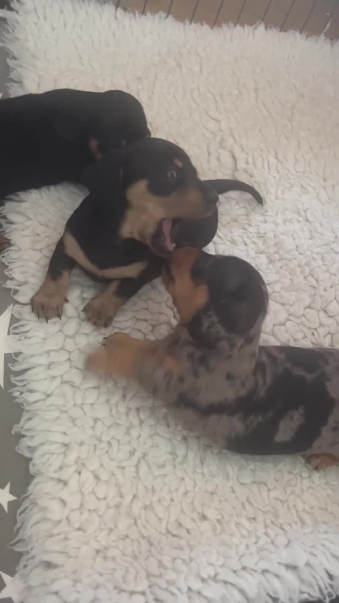 Miniature Dachshund dogs for sale: Miniature Dachshund Puppies - Video 1