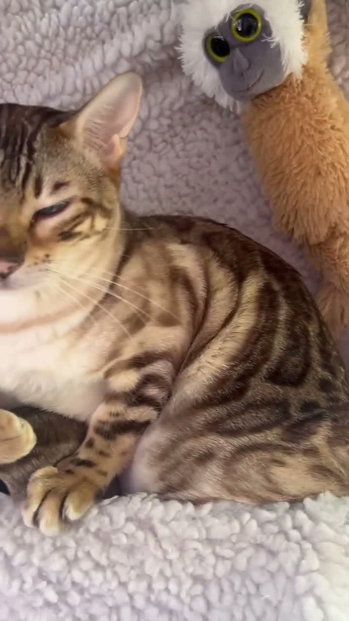 Bengal cats for sale: Snow mink Bengal stunning nirvana aka chicken  - Video 1