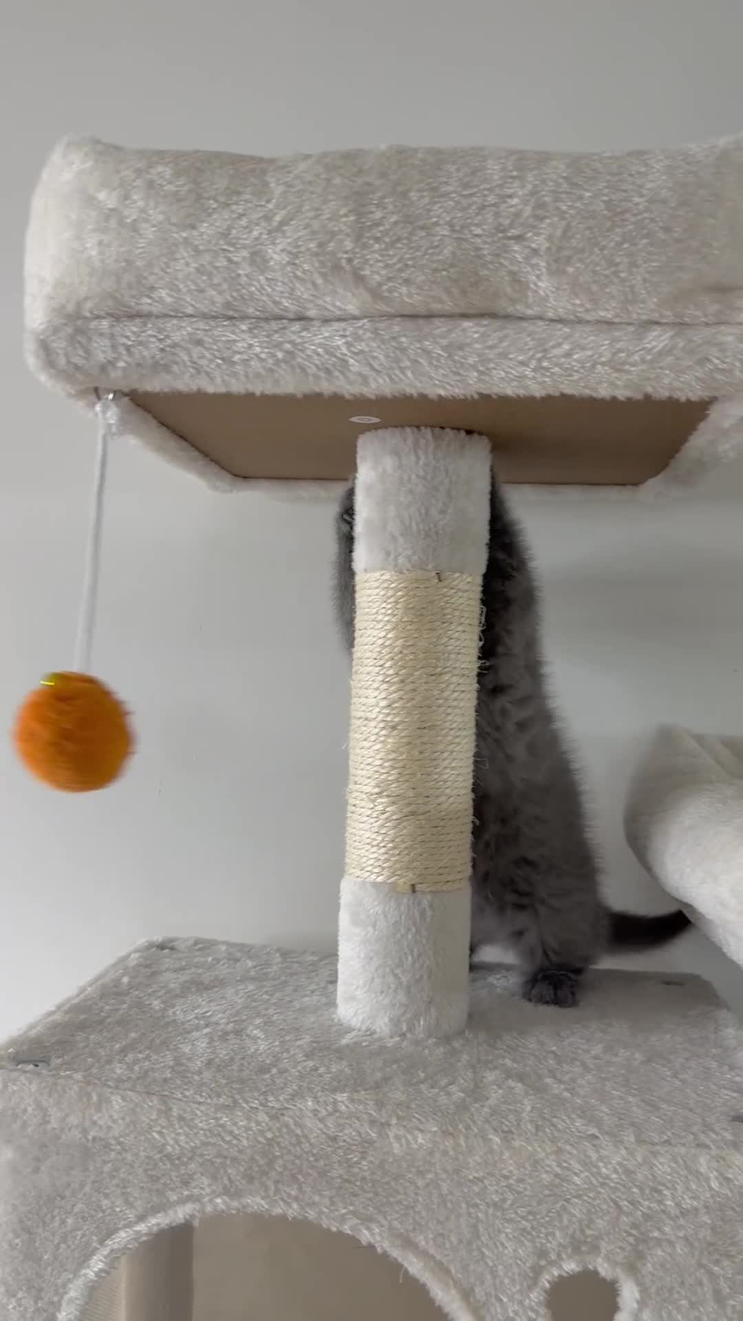 Scottish Fold cats for sale: Scottish straight  - Video 1