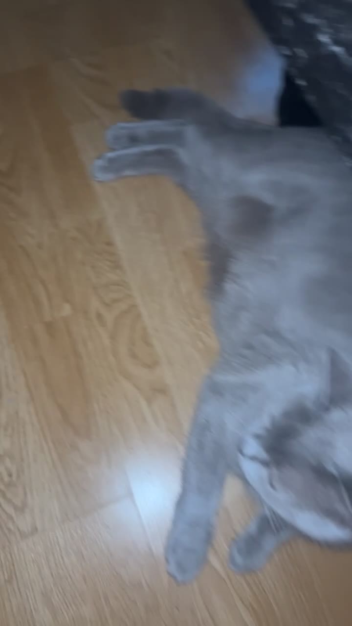 British Shorthair cats for sale: Beautiful female BSH  - Video 2
