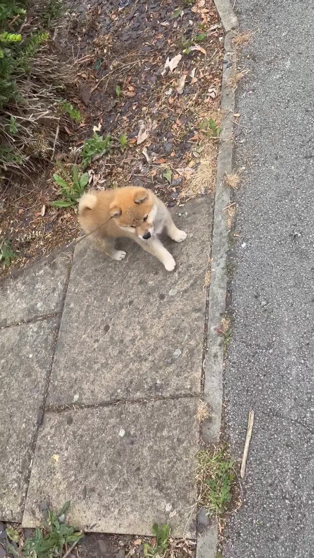 Japanese Shiba Inu dogs for sale: Mame Shiba , parents health tested champions  - Video 1