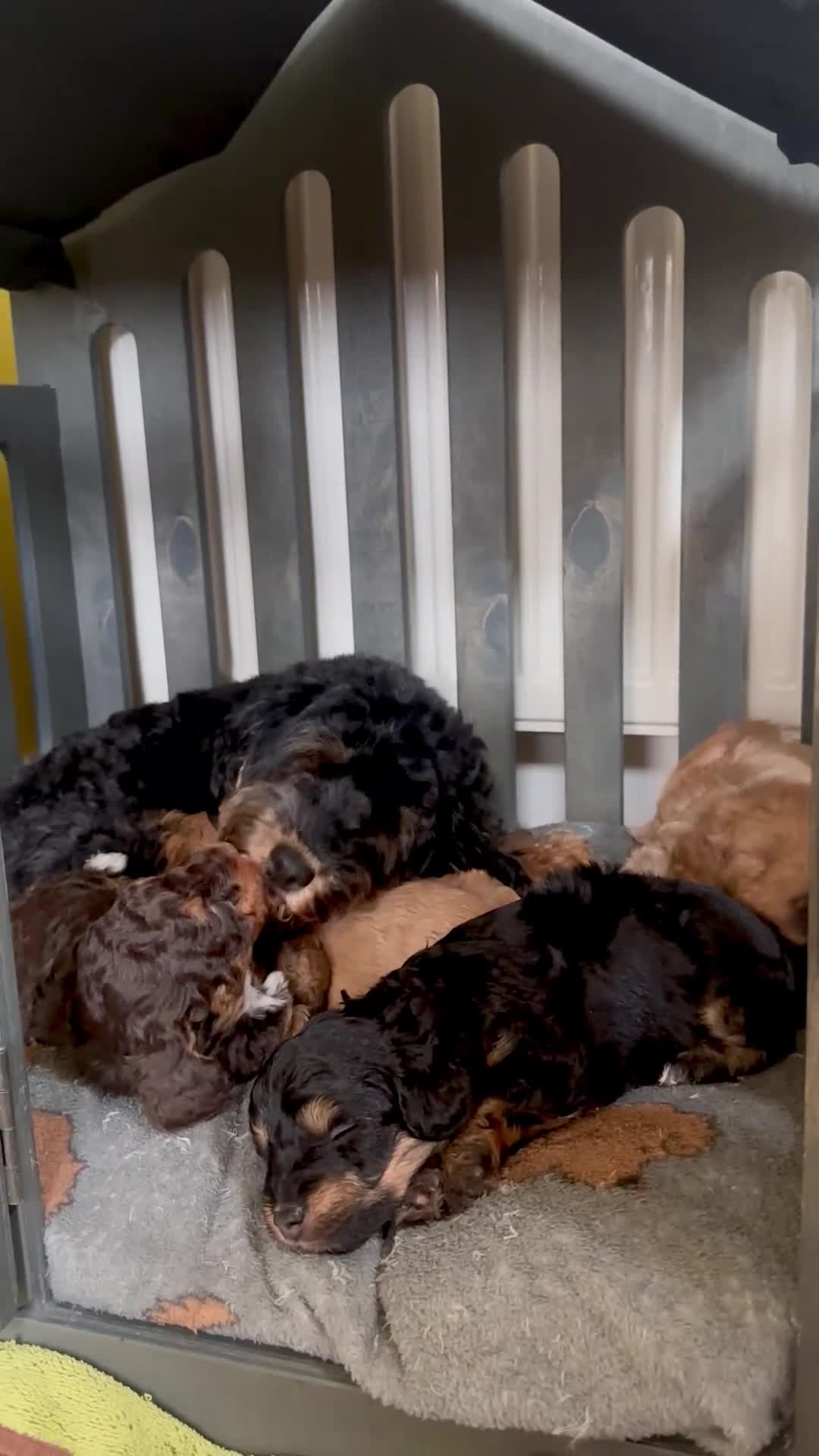 Cavapoo dogs for sale: Beautiful F1b cavapoo puppies - Video 3