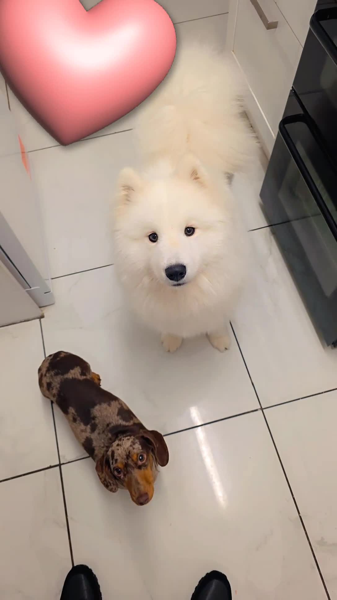 Samoyed dogs for sale: Samoyd  - Video 3