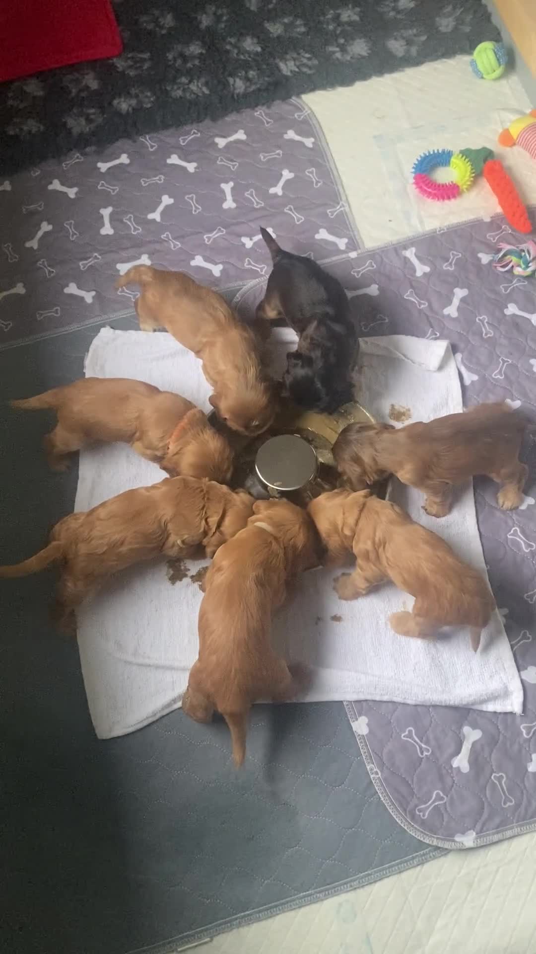 Cocker Spaniel dogs for sale: KC Sable show type Cocker spaniel puppies - Video 1
