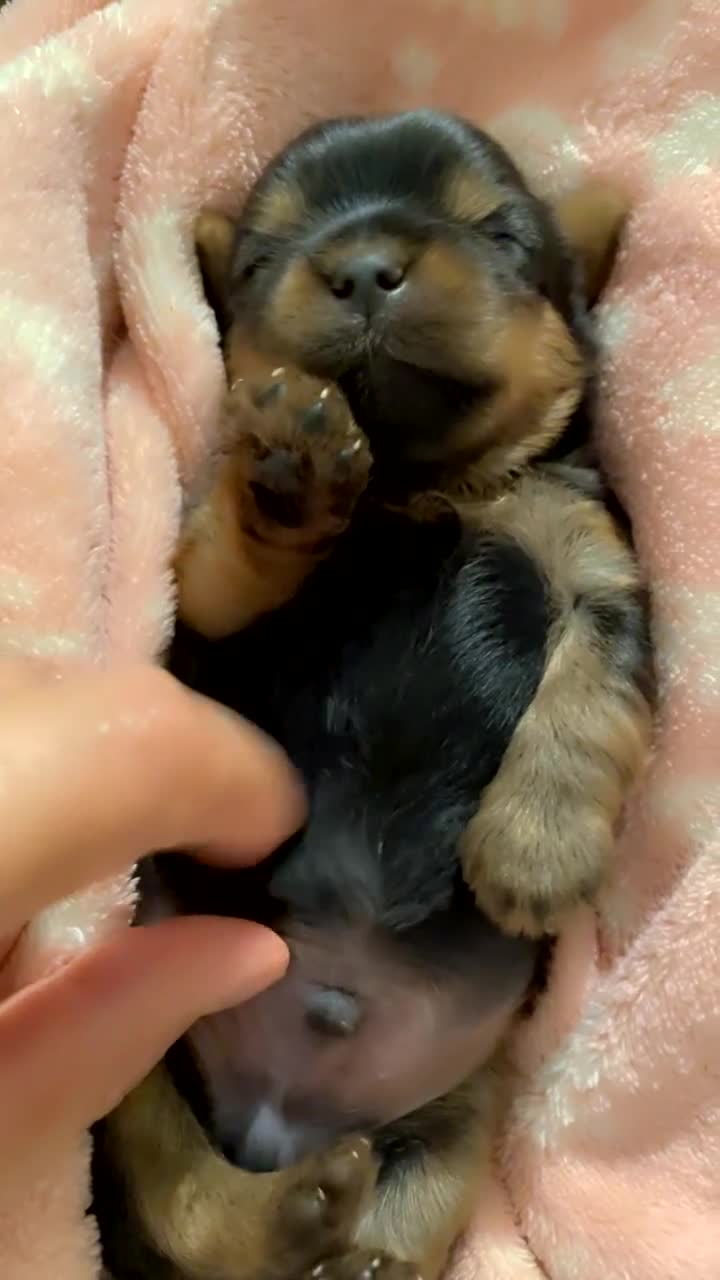 Yorkshire Terrier dogs for sale: Mini toy  Yorkshire Terrier's  - Video 2