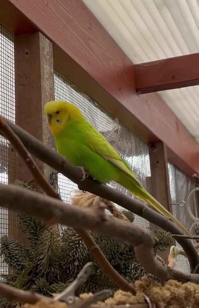 Budgerigars birds for sale: Beautiful Budgies for Sale - Video 4
