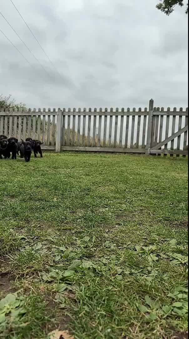 Labrador Retriever dogs for sale: 1 Girl left. Ready to leave Now!  - Video 1