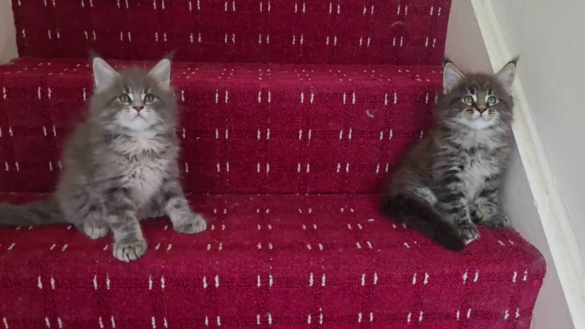 Maine Coon cats for sale: Maine coon kittens - Video 1