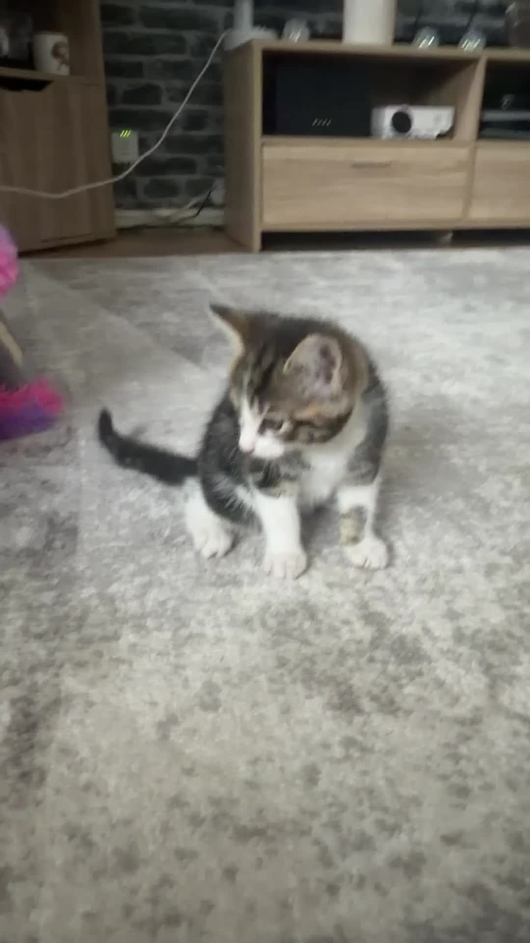Mixed Breed cats for sale: Tabby Male kitten  - Video 1