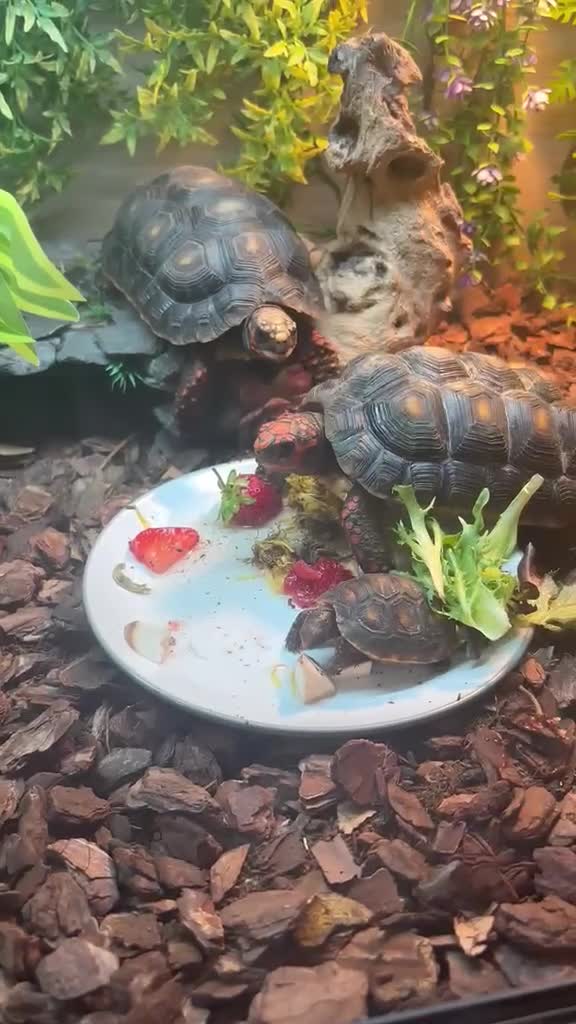 Tortoise reptiles for sale: Red footed tourtise  in Birmingham - Video 1