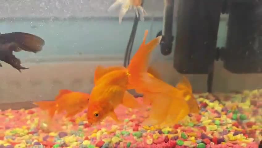Goldfish fish for sale: Goldfish , Veiltail , Fancy, Telescope black in Glasgow - Video 1