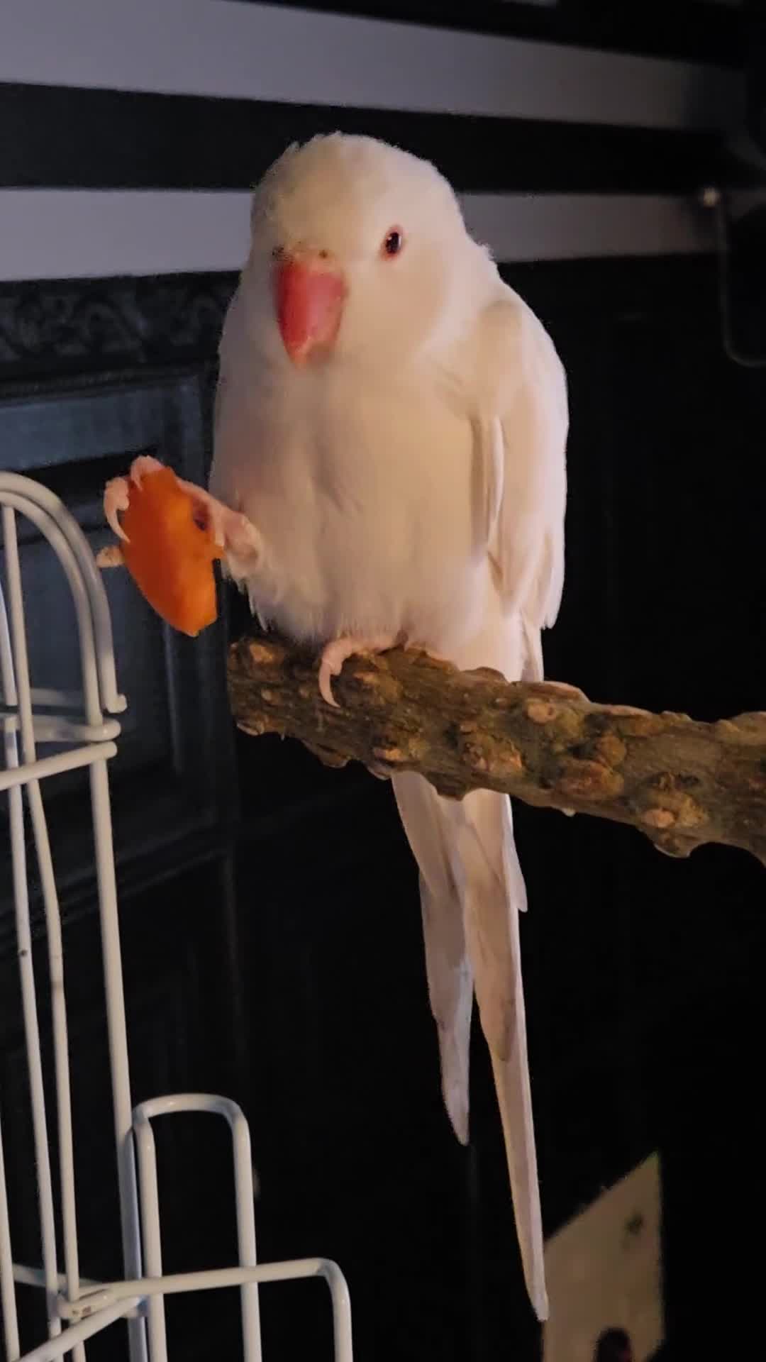 Ringnecks birds for sale: Albino ringneck in Reading - Video 2