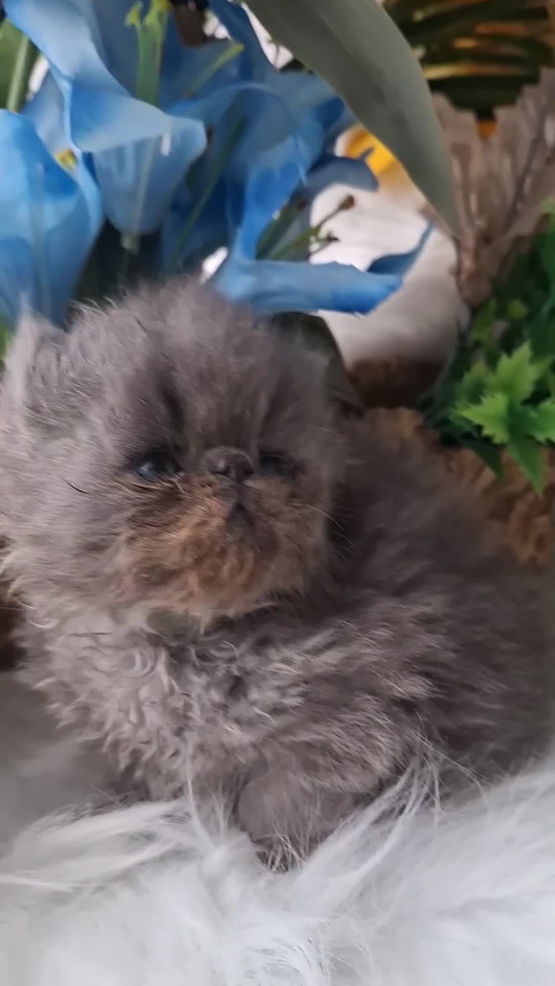 Persian cats for sale: Persian kittens  - Video 3