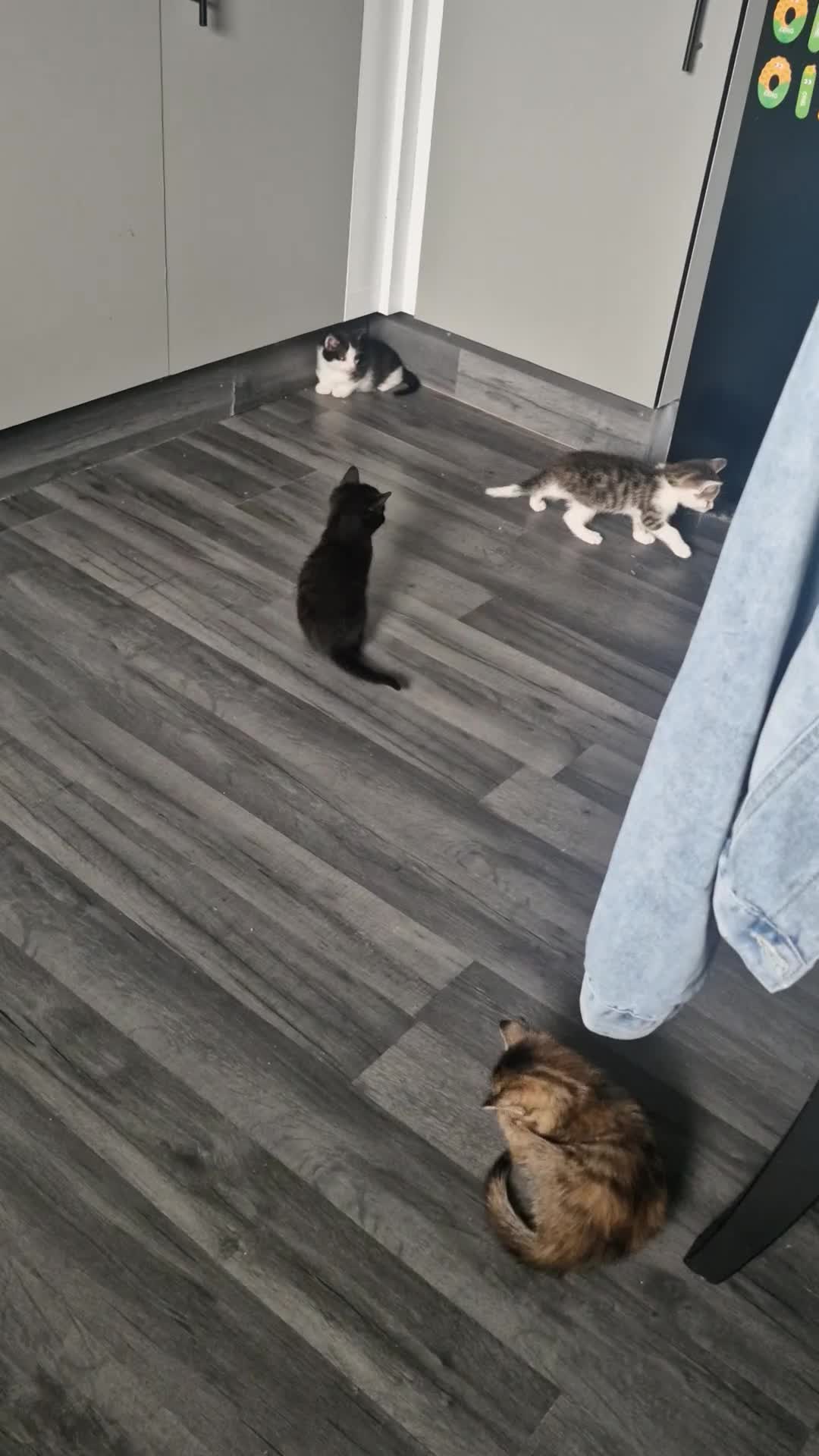 Mixed Breed cats for sale: 3 kittens left looking for there forever homes - Video 1