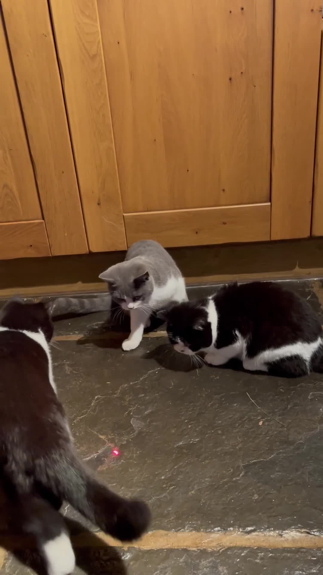 British Shorthair cats for sale: GCCF Pedigree Kittens - Castrated and ready now - Video 1