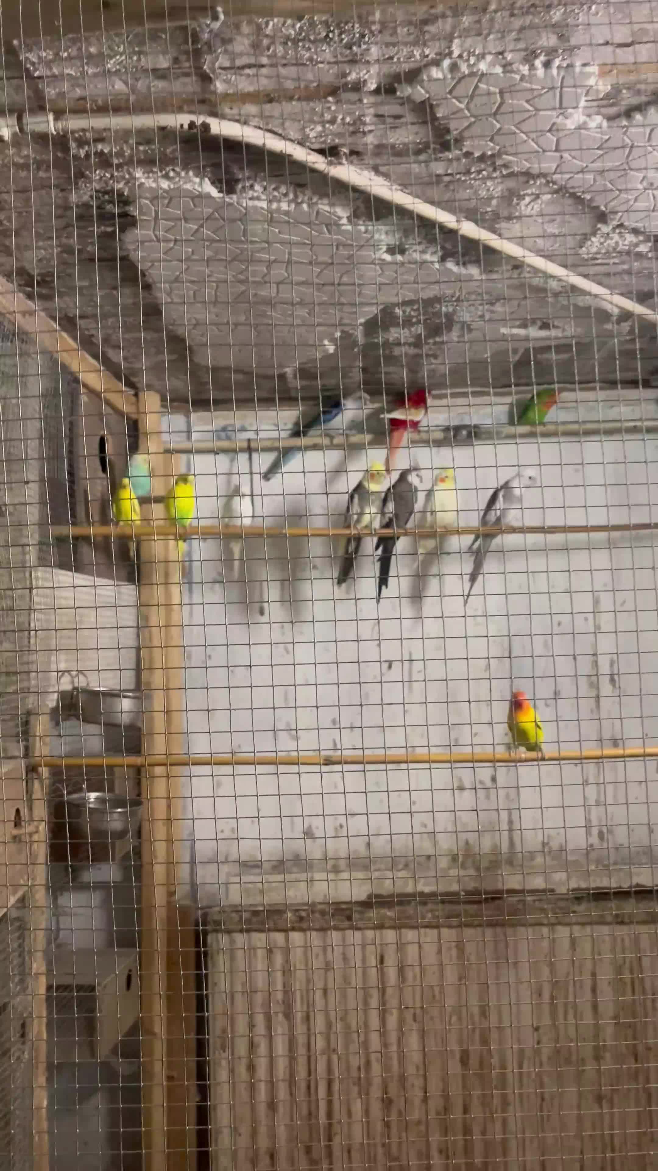 Lovebirds birds for sale: Mixed bird’s  in Prenton - Video 2