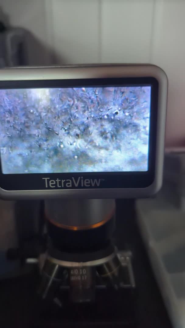 Border Collie dogs for stud: Proven tri blue Merle with two blue eyes in Darlington - Video 1