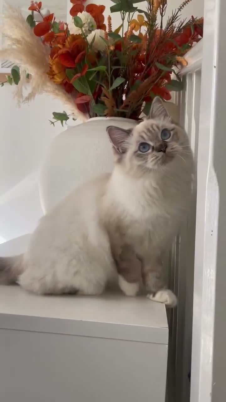 Ragdoll cats for sale: ADORABLE Girl - Video 1
