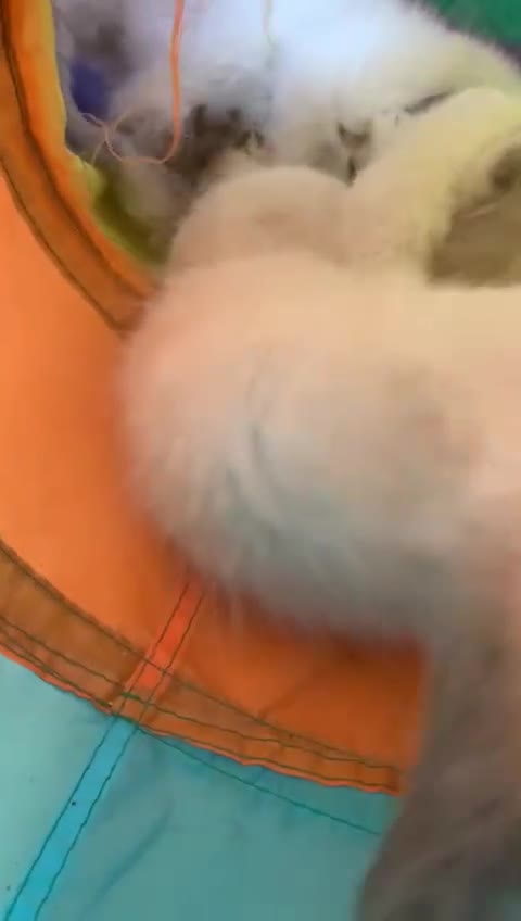 Ragdoll cats for sale: Ragdoll kittens  - Video 5
