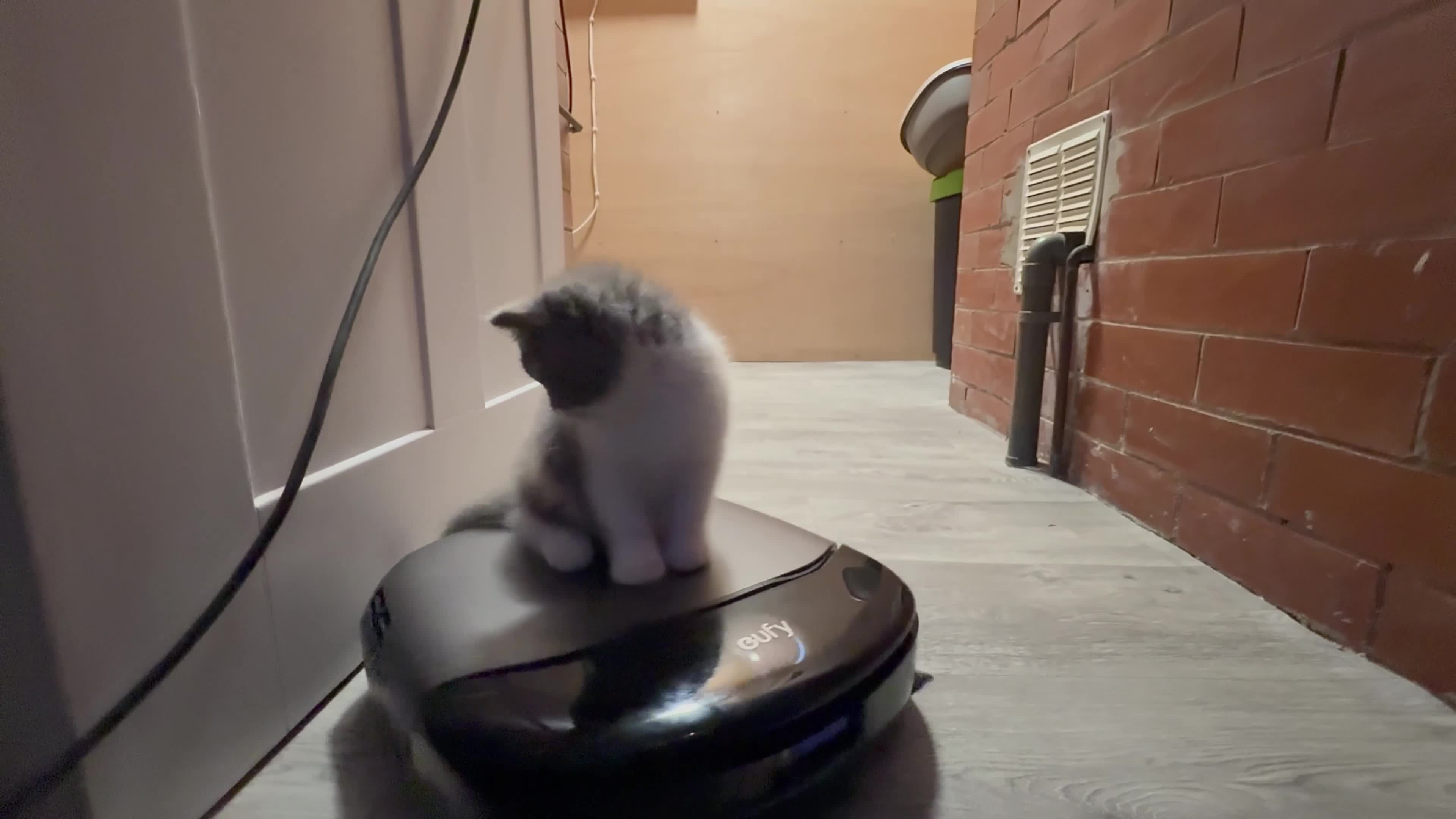 British Shorthair cats for sale: Stunning GCCF British Shorthair Cream Bicolour Boy - Video 2