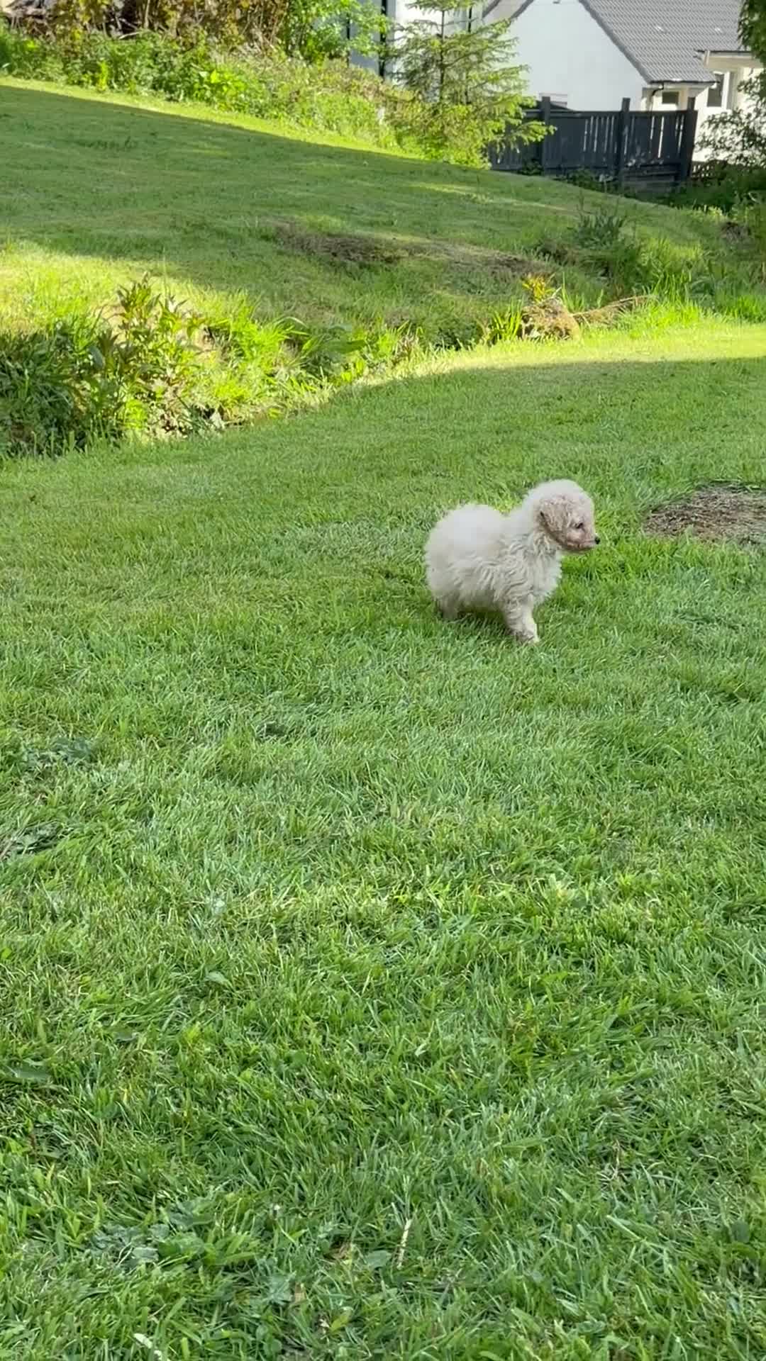 Toy Poodle dogs for sale: Toy poodle boy - Video 1