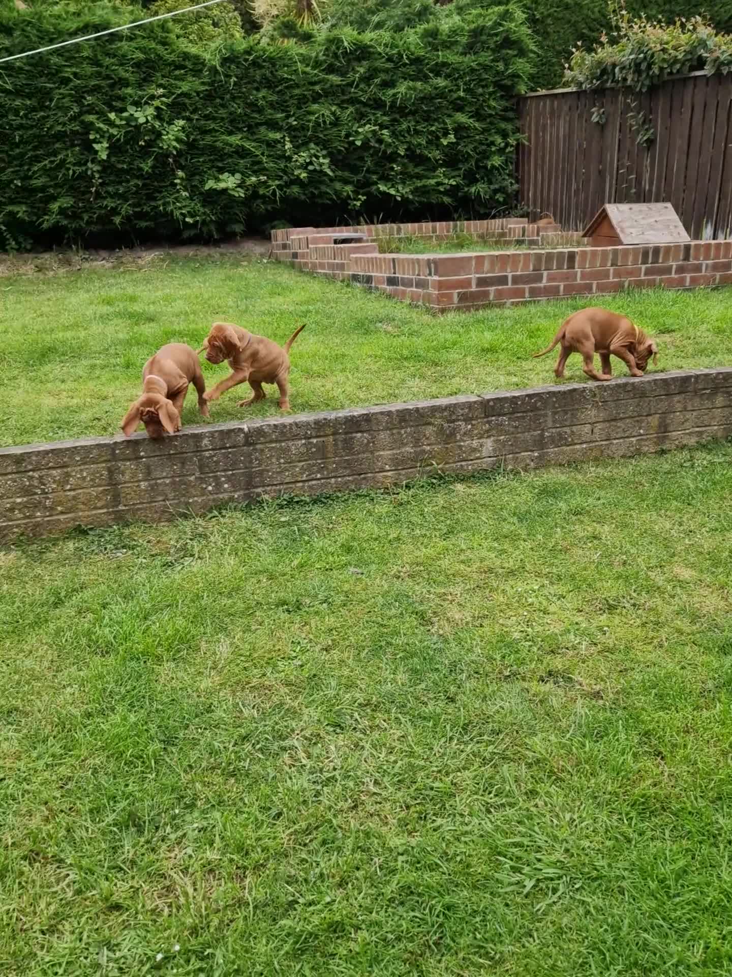 Hungarian Vizsla dogs for sale: READY TO LEAVE ,. 4 Beautiful girls left. - Video 1