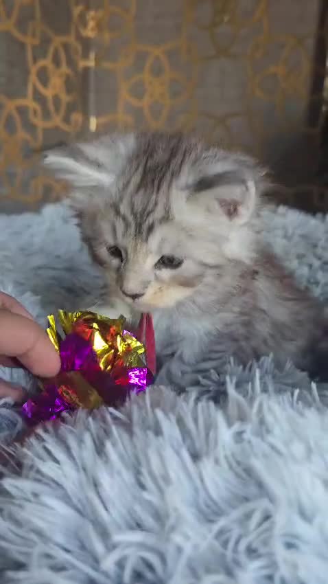 Maine Coon cats for sale: Beautiful mainecoon/polydactol babies  in Liversedge - Video 1