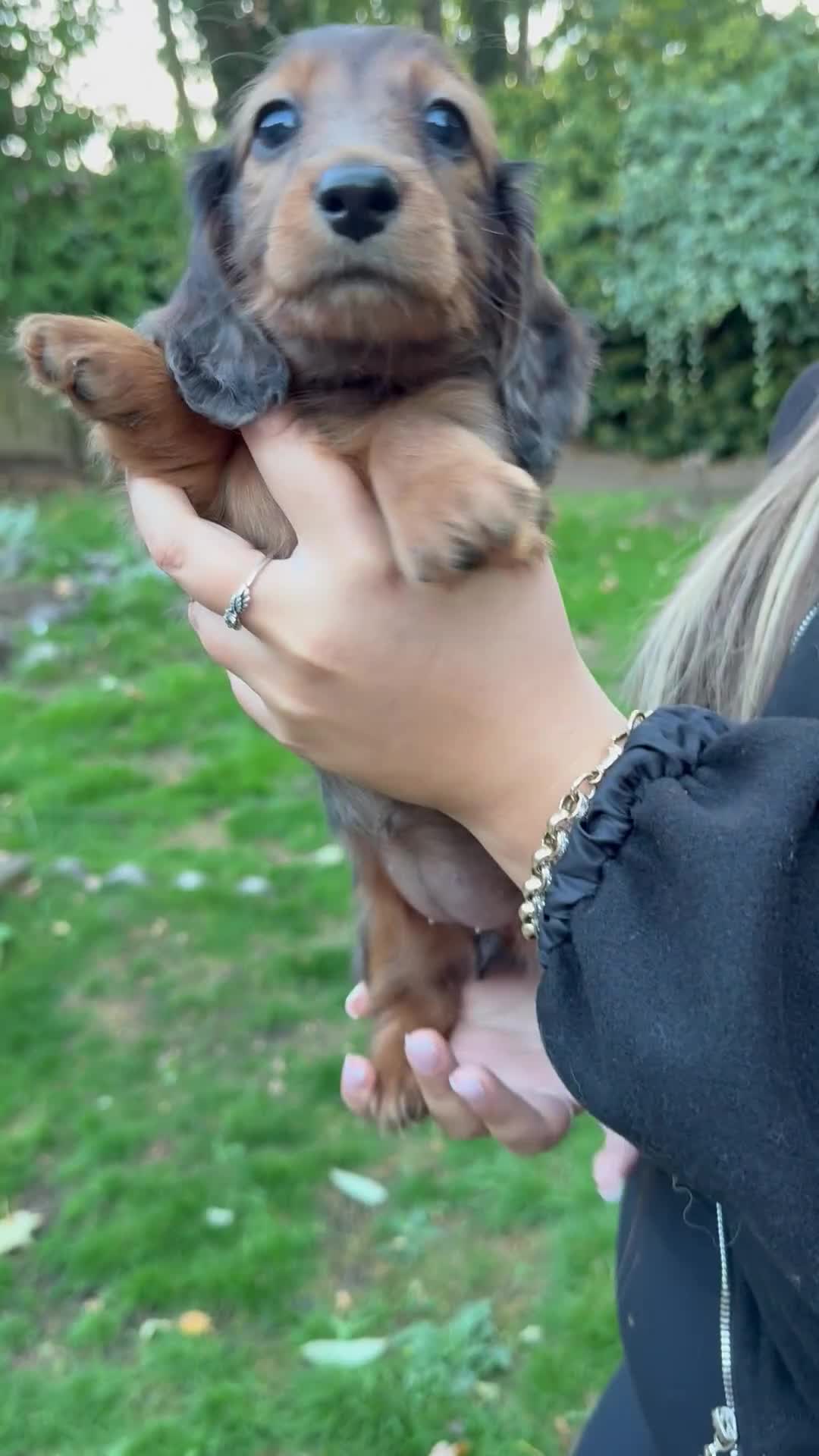 Miniature Dachshund dogs for sale: Mini long hair dapple dachshunds - Video 3