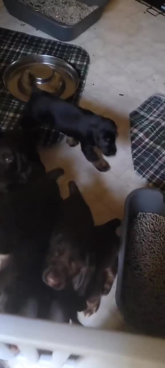 Field Spaniel dogs for sale: Field Spaniel Puppies for Sale – Lovable & Ready! - Video 1