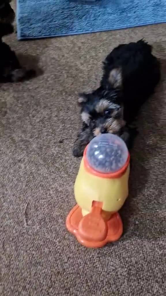 Yorkshire Terrier dogs for sale: Hi Mini Yorkshire Terrier for sale - Video 4