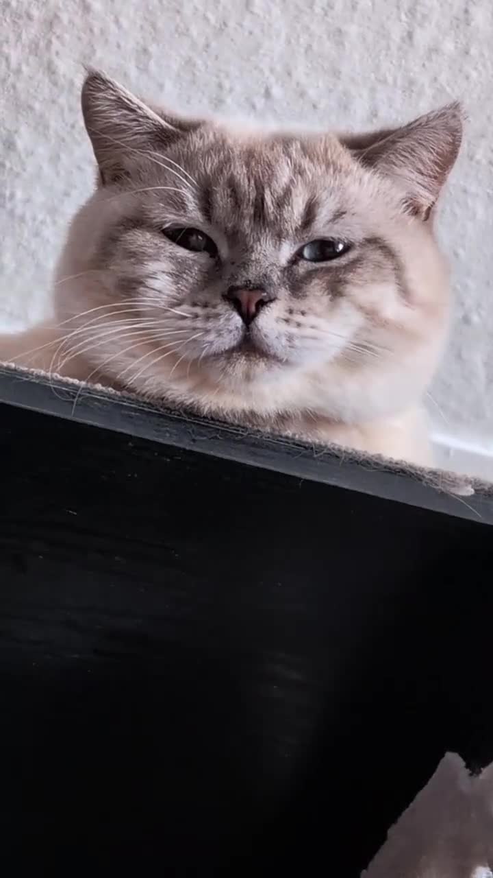 British Shorthair cats for stud: 🌊Proven STUD 🟦BSH Colourpoint King TICA/GCCF   - Video 3