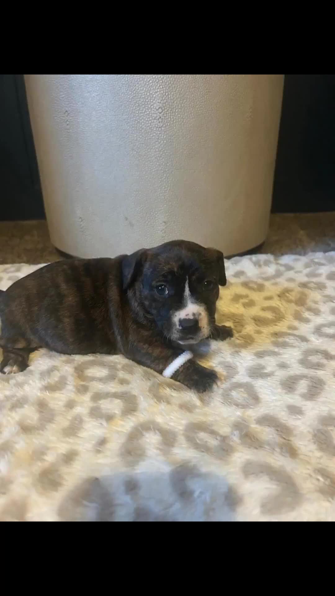 Mixed Breed dogs for sale: Jackastaff - Video 1