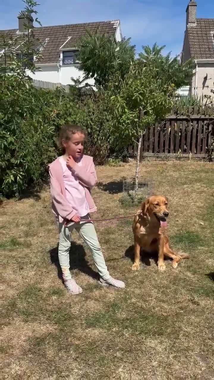 Golden Retriever dogs for sale: Ready December KC Reg - Video 2