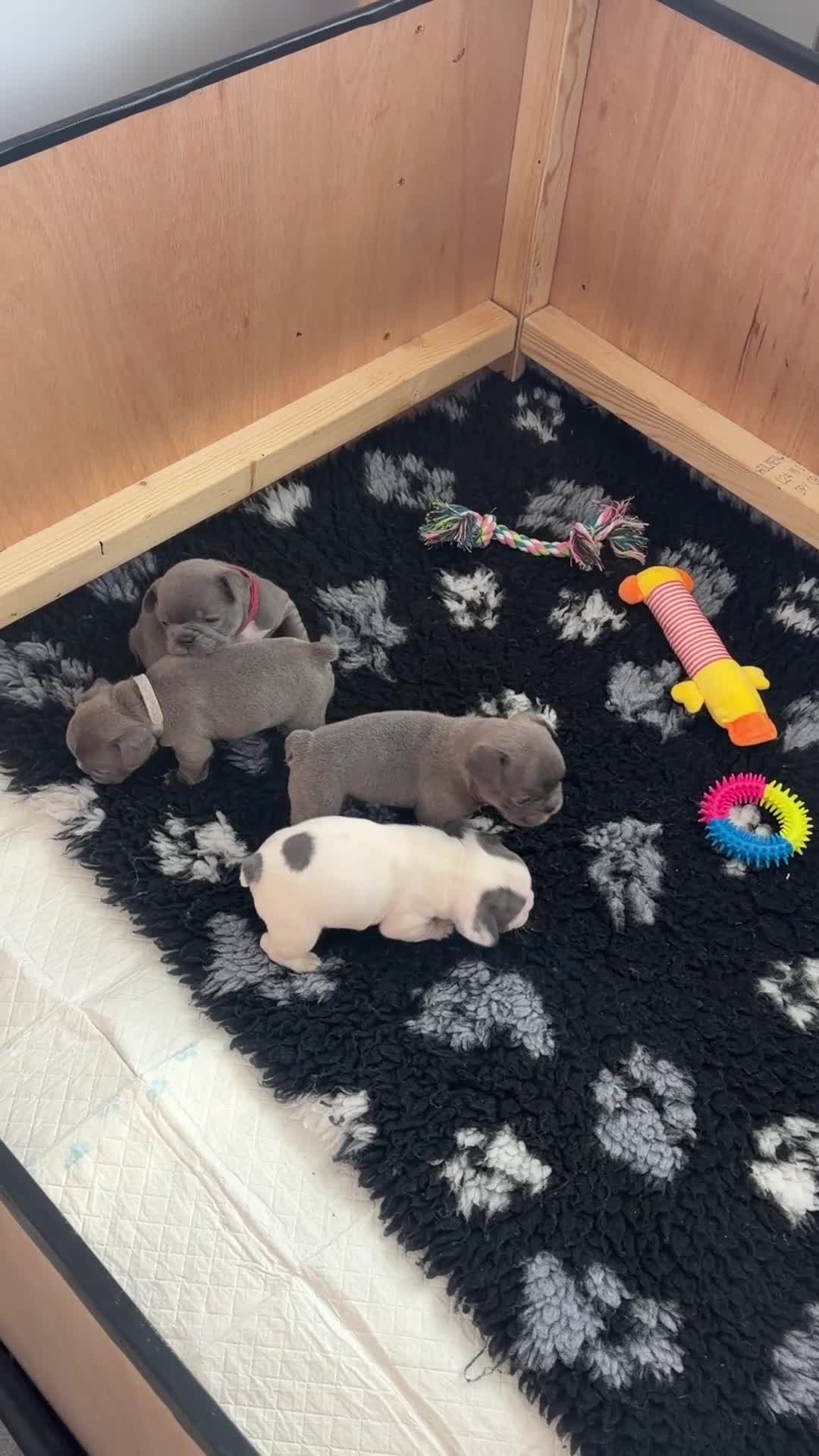 French Bulldog dogs for sale: KC registered French bulldog puppies  in Congleton - Video 3