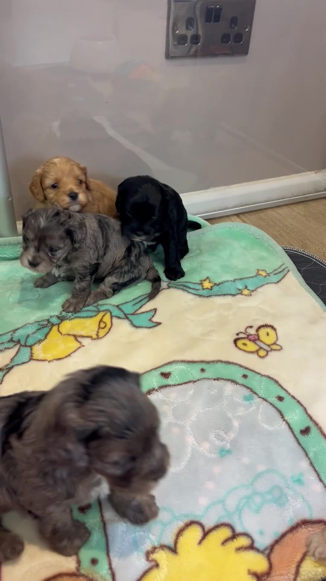 Cavapoo dogs for sale: F1 🌈 litter of Cavapoo cuties clear 🧬 parents  - Video 2