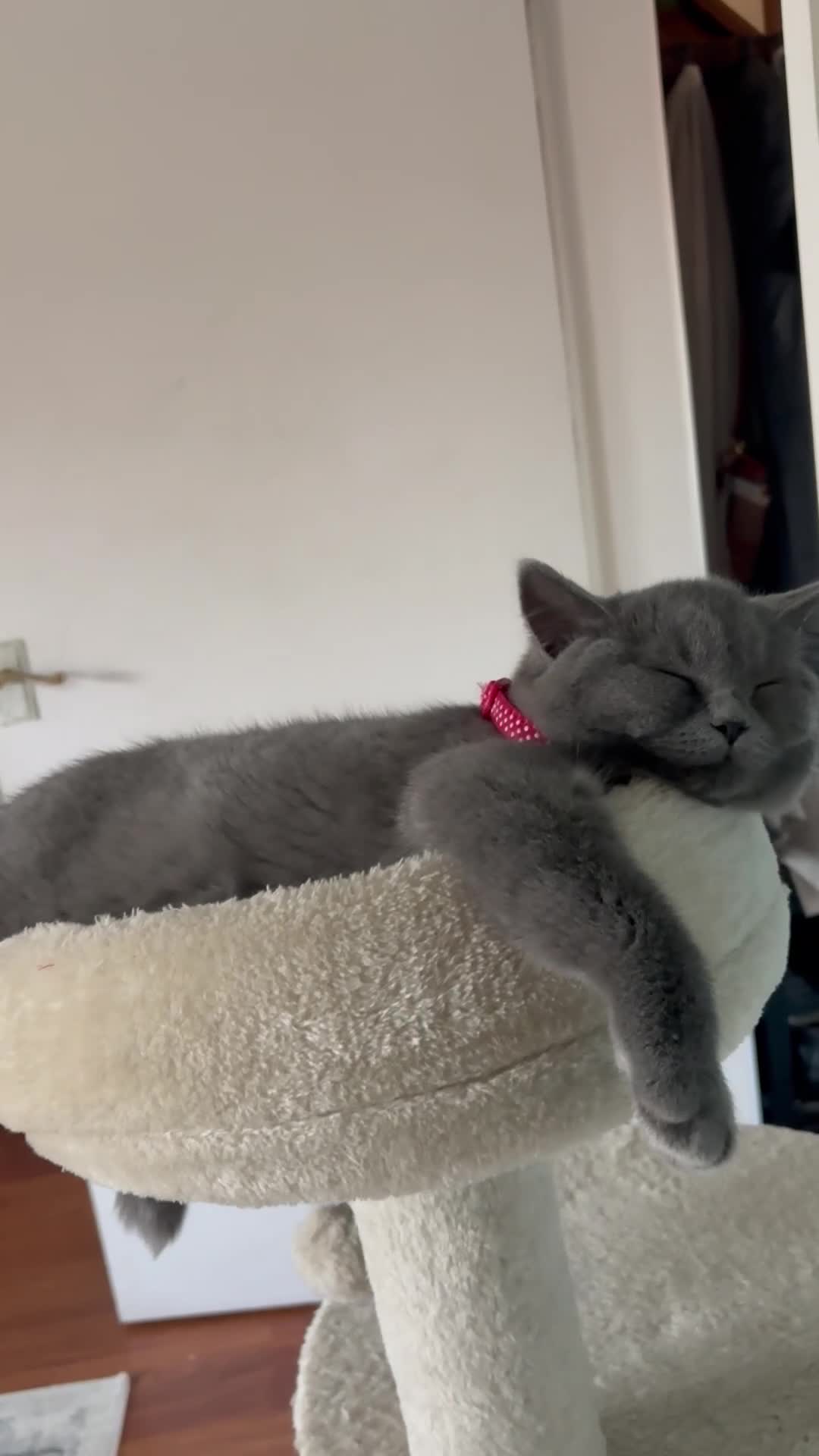 British Shorthair cats for sale: Adorable kittens - Video 1