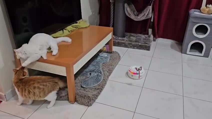 Mixed Breed cats for adoption: MIX TURKISH ANGIRA BONDED PAIR CALM AFFECTIONATE  - Video 2