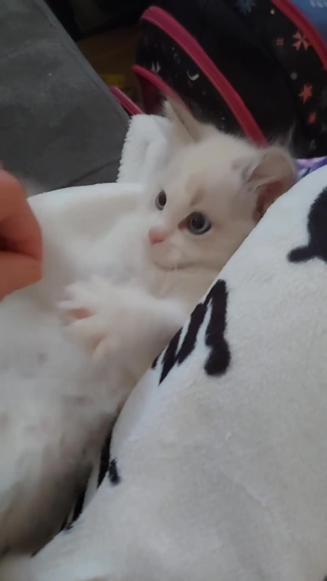 Ragdoll cats for sale: Ragdoll kittens  in Harlow - Video 1