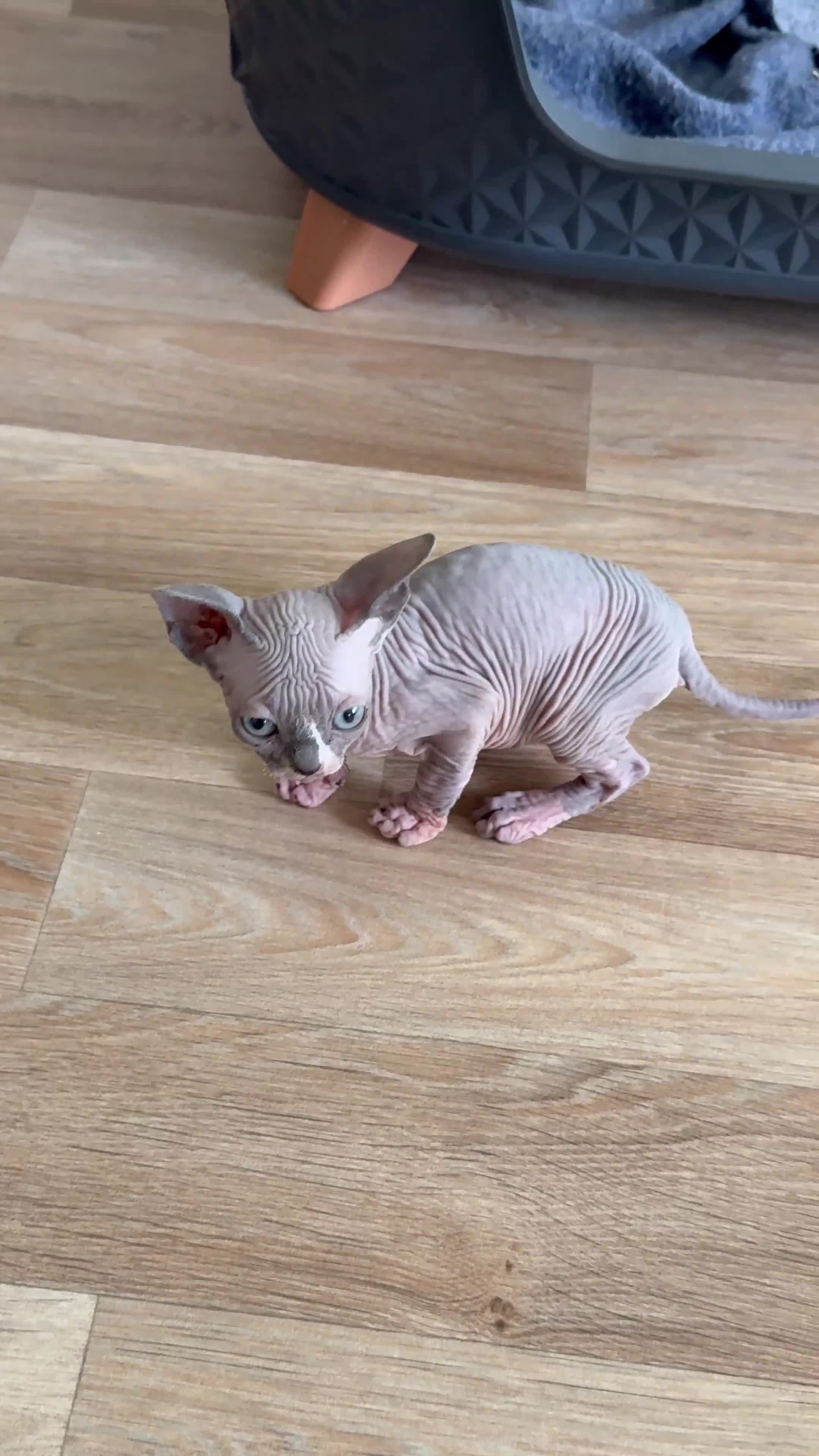 Sphynx cats for sale: Stunning blue point female - Video 1