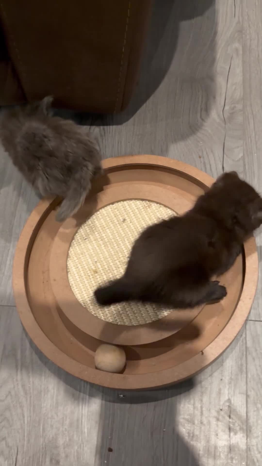 Maine Coon cats for sale: Maine Coon X  - Video 2