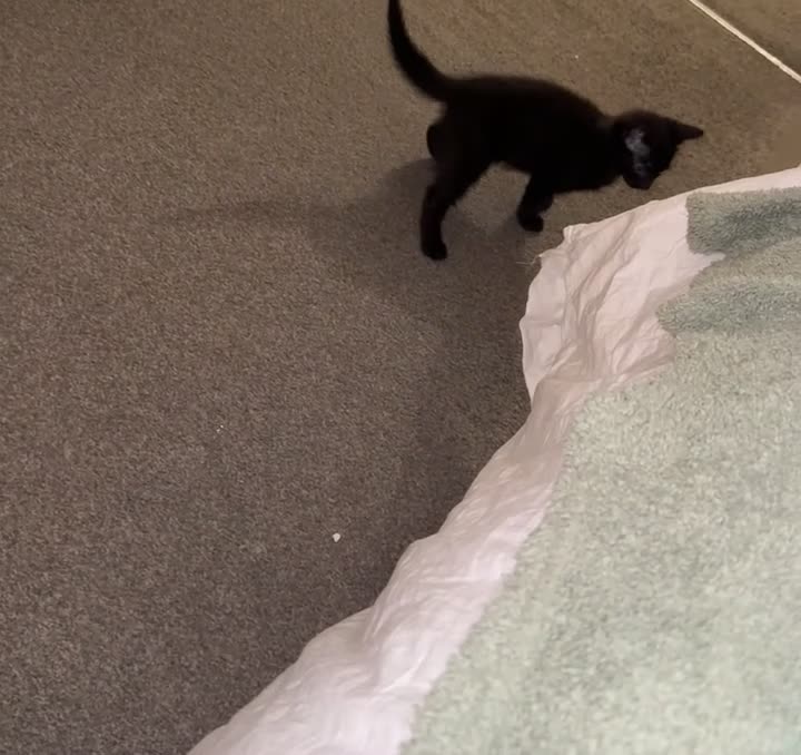 British Shorthair cats for sale: 5 beautiful boys for sale  - Video 3