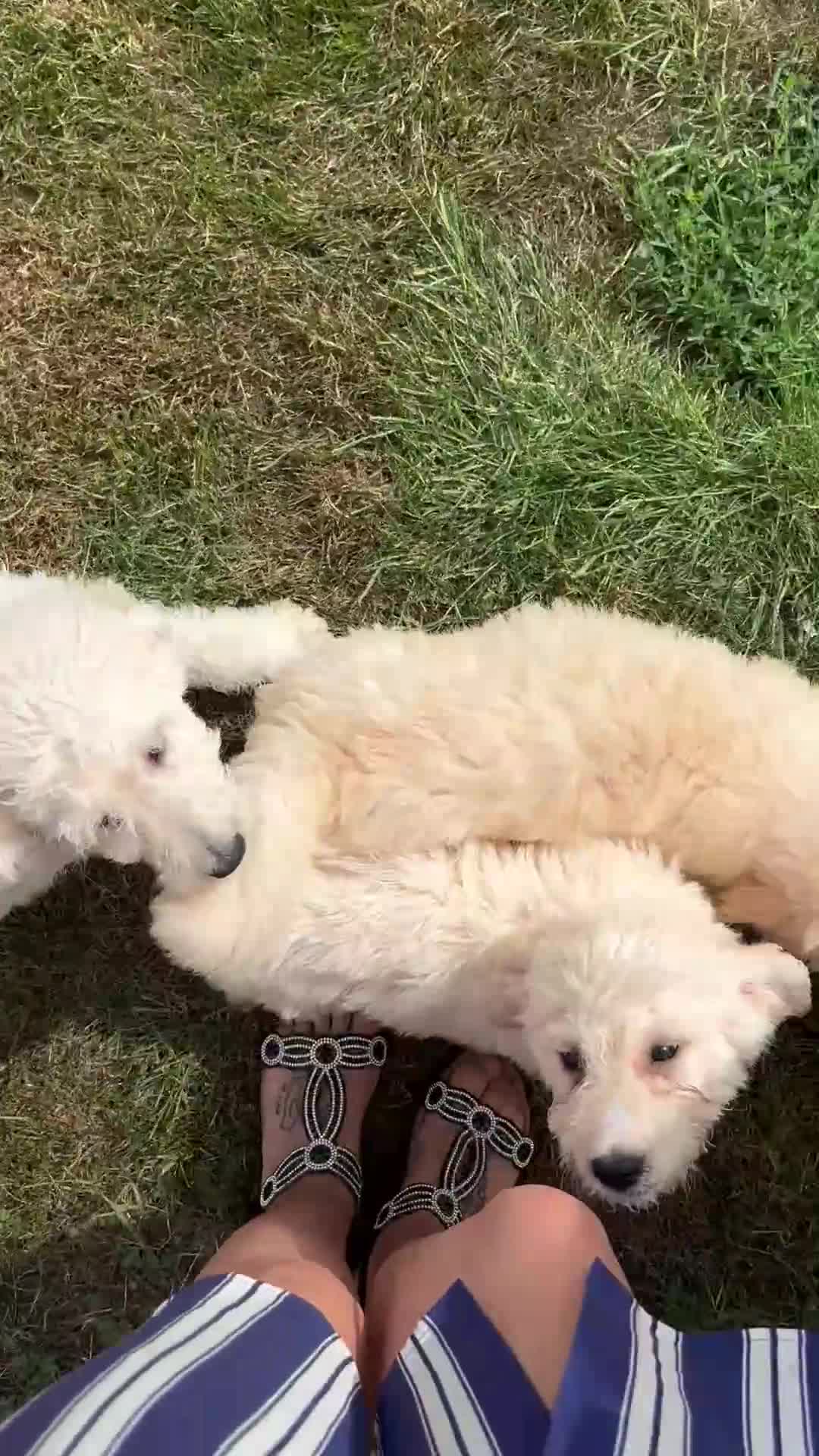 Labradoodle dogs for sale: F1B Standard Labradoodle Puppies Ready Now!🩷💙 - Video 1