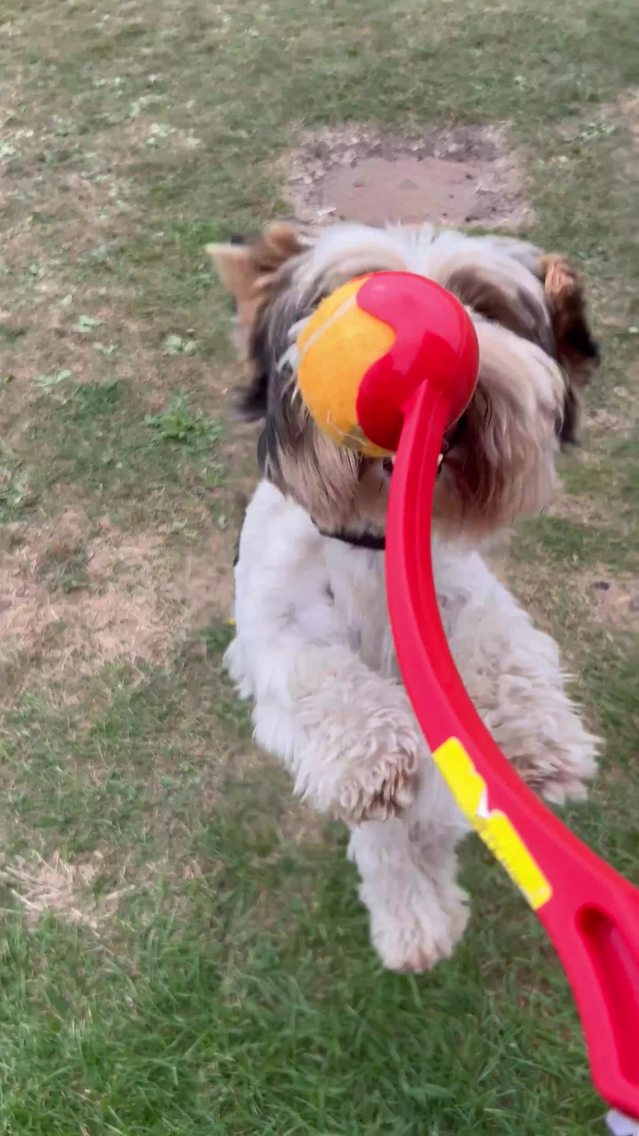 Biewer Terrier dogs for sale: Biewer terrier looking for a new home  - Video 1