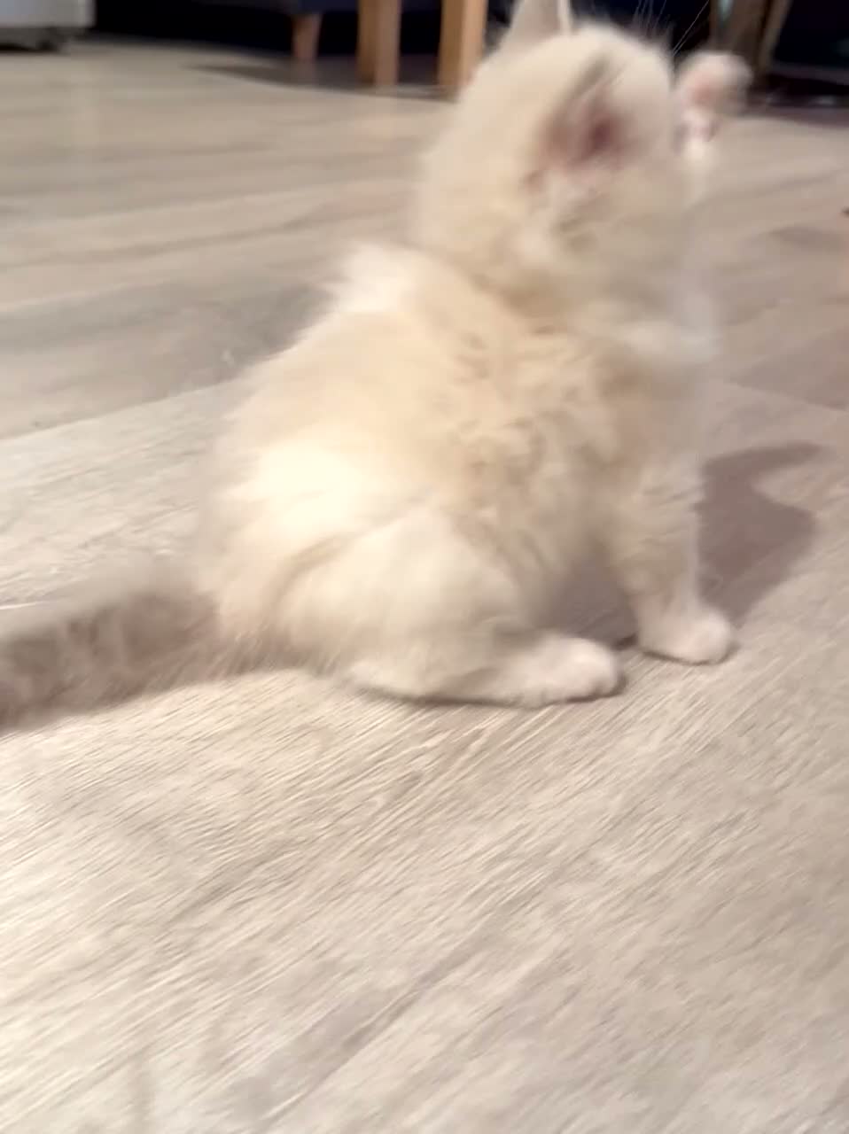 Ragdoll cats for sale: Purebred Ragdoll Kitten in Cardiff - Video 5
