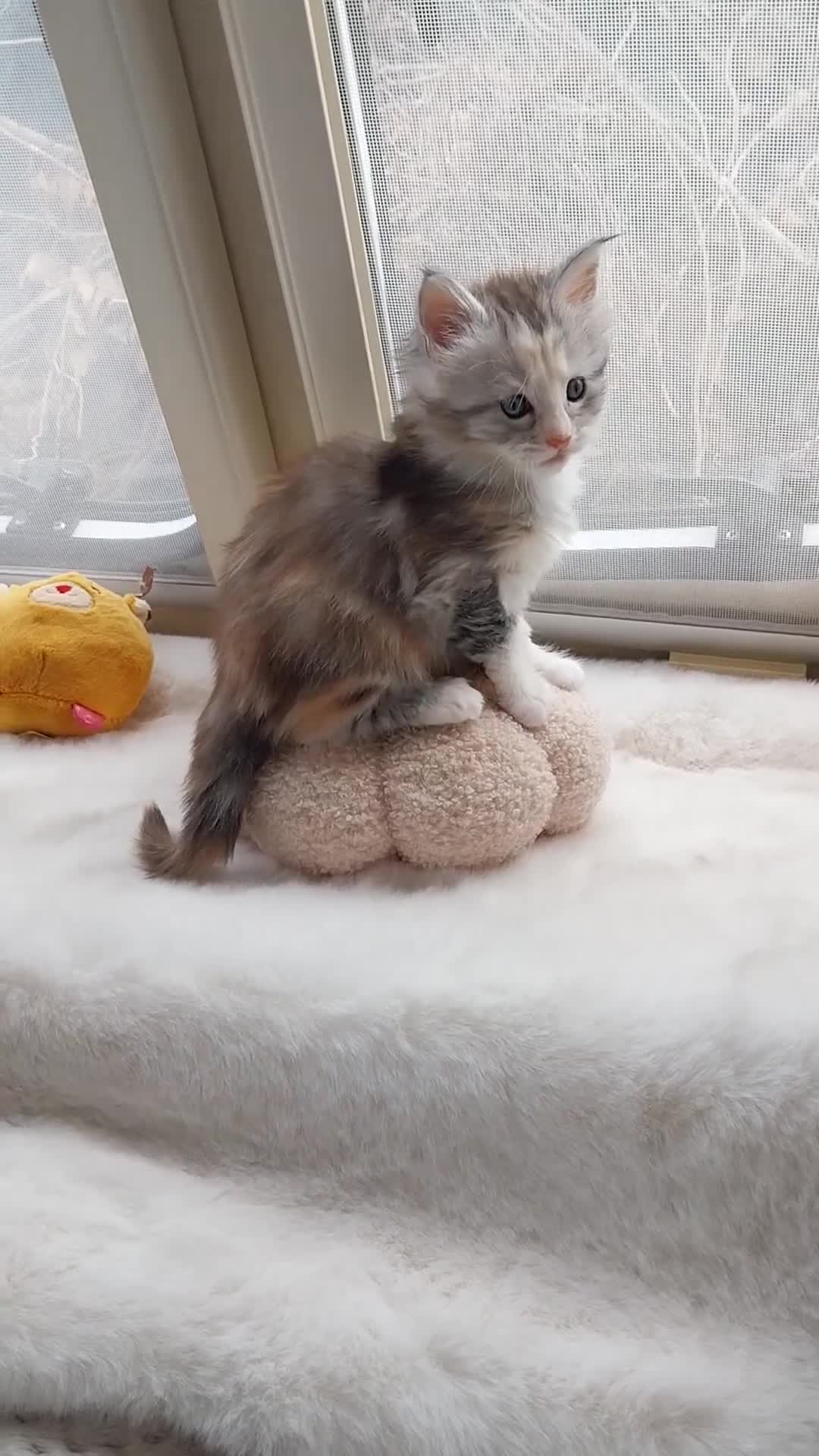 Maine Coon cats for sale: Stunning XL Maine Coon Kittens. Tica Reg. Tortie. - Video 1