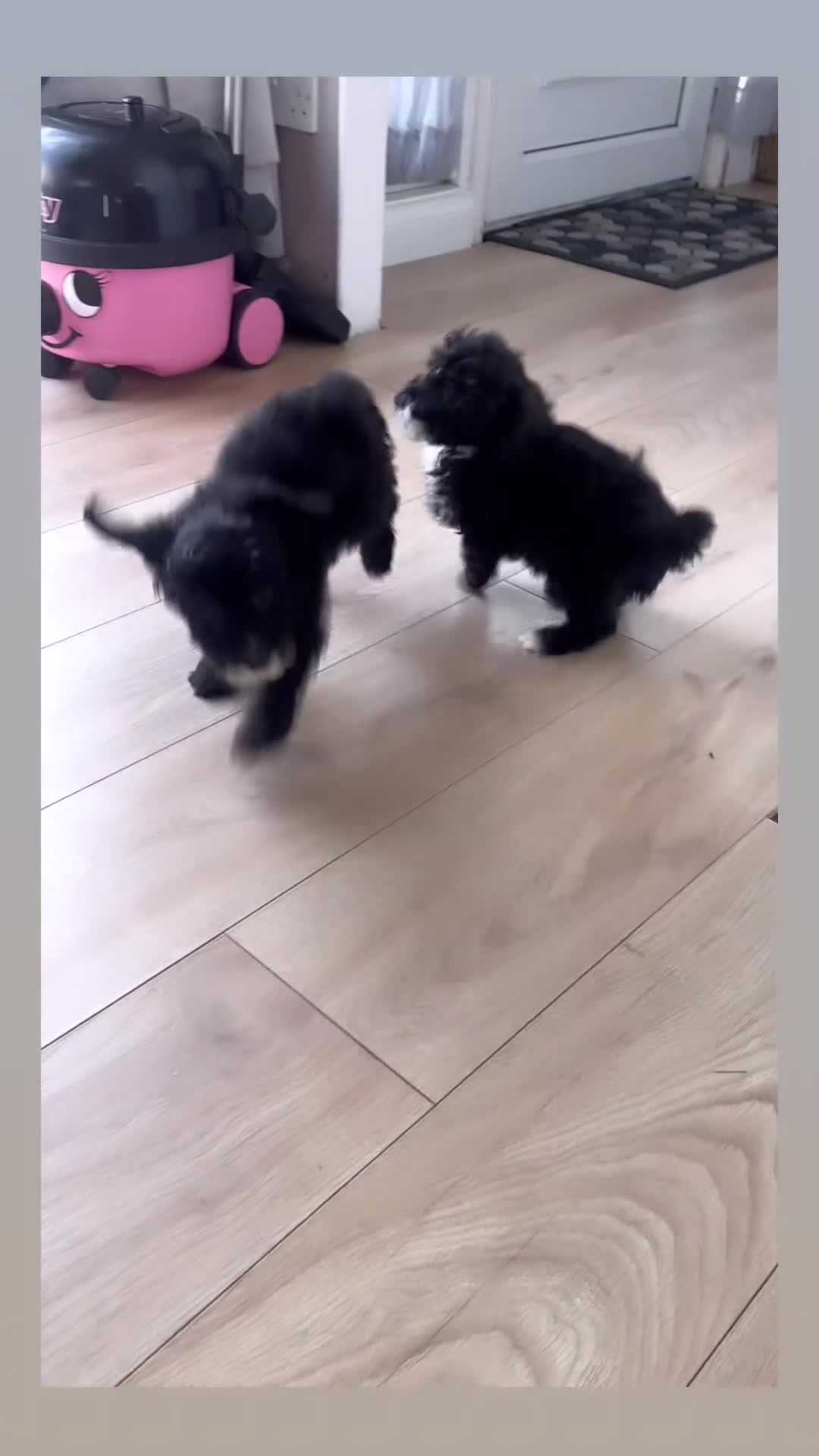 Cockapoo dogs for sale: Our beautiful bundles of fluff - Video 2