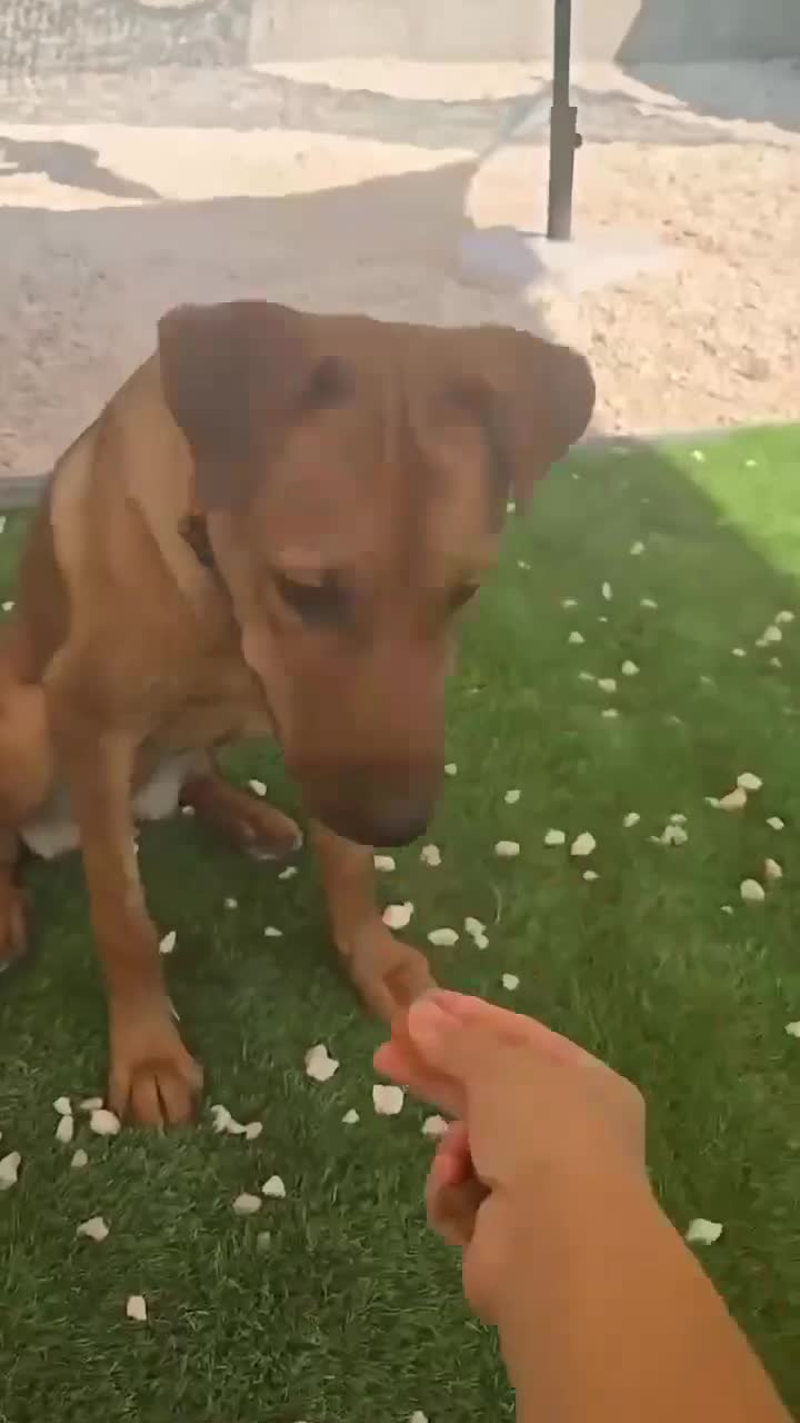 Mixed Breed dogs for adoption: Sasha with a zest for life  - Video 4